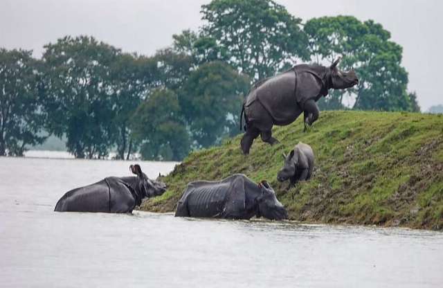 365|DIBRUGARH-KAZIRANGA