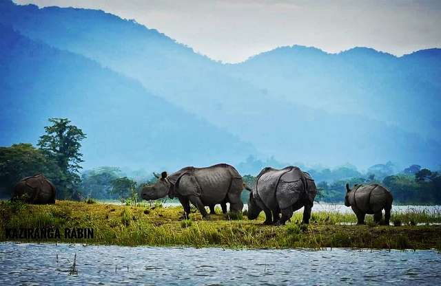 344|KAZIRANGA