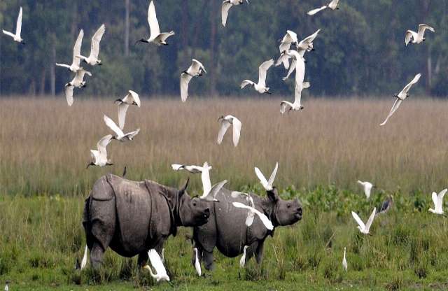 355|KAZIRANGA